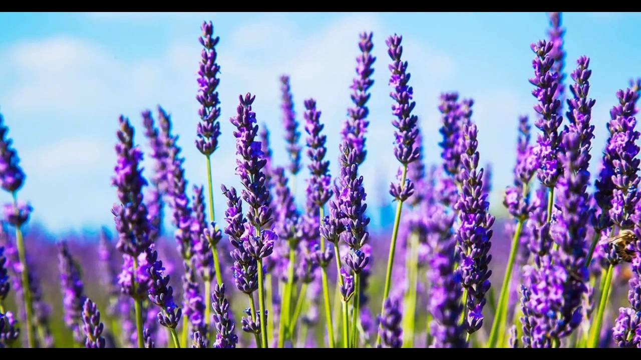 Фиолетовые полевые цветы названия