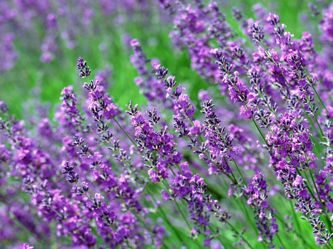 Полевые Цветы Фиолетового Цвета