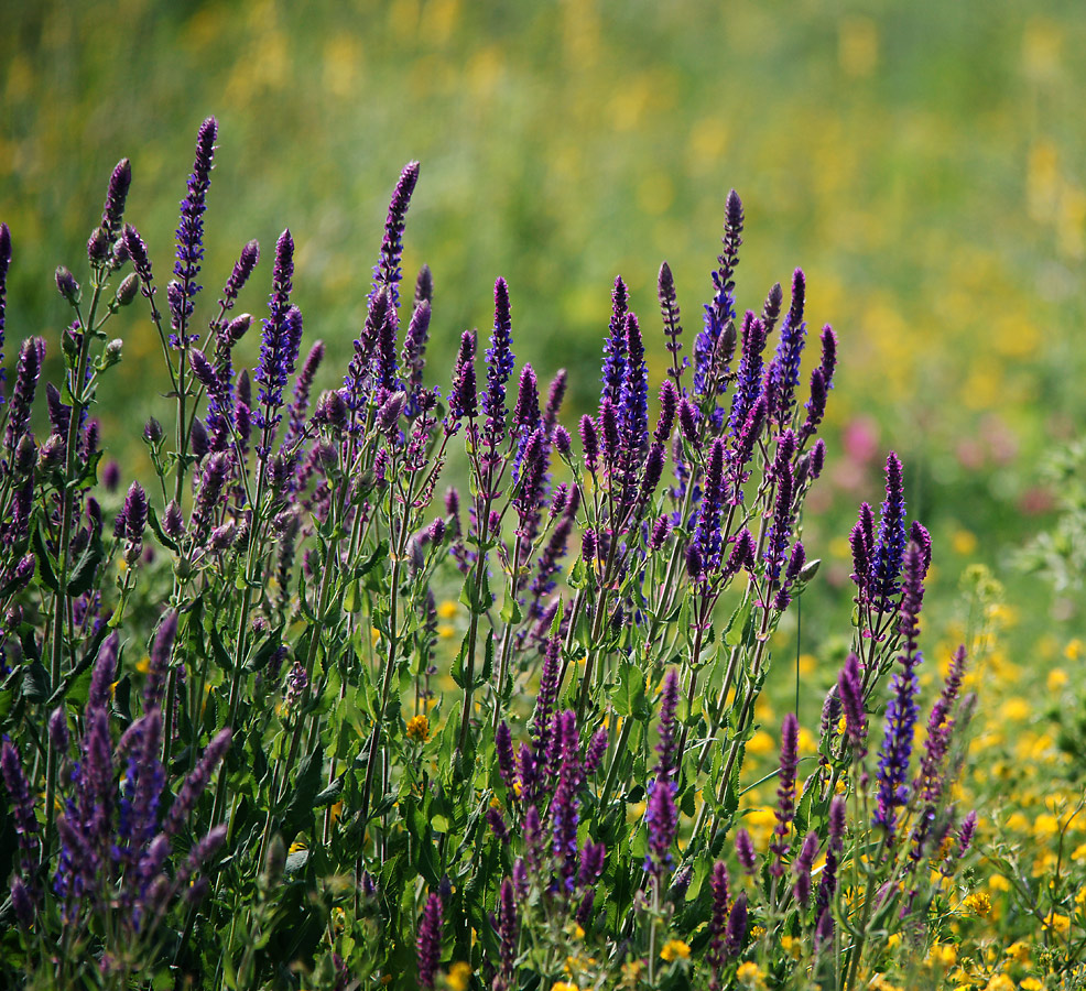 Полевая трава с фиолетовыми цветами название фото