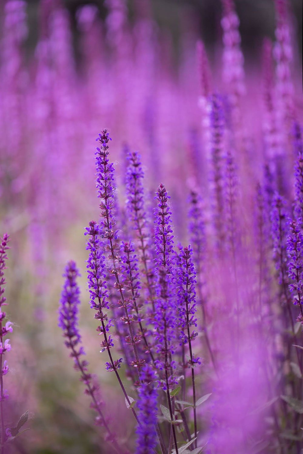 Фиолетовый цветок полевой фото и название