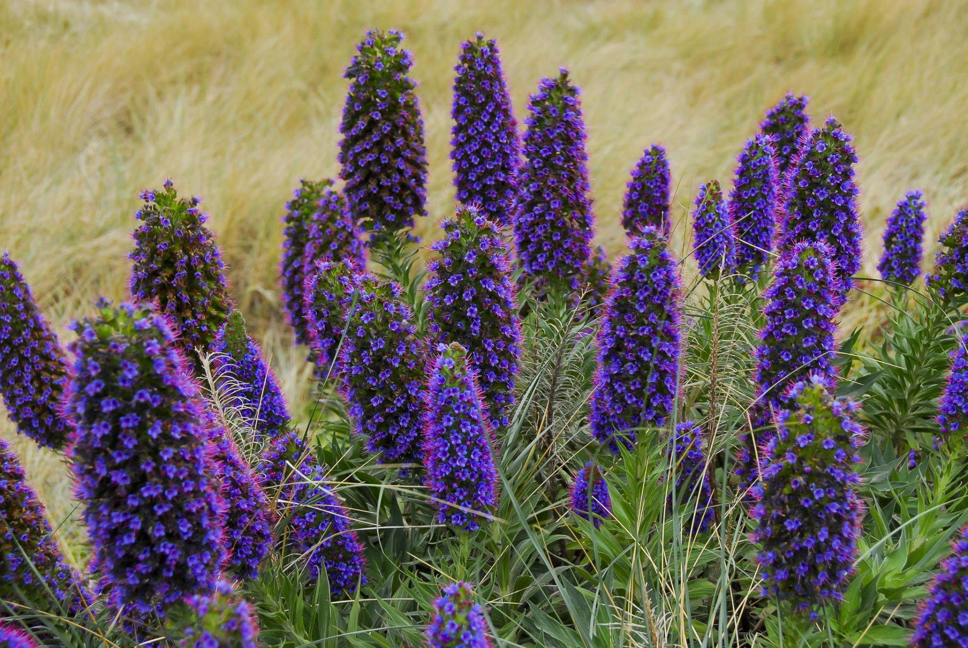Полевая трава с фиолетовыми цветами название фото