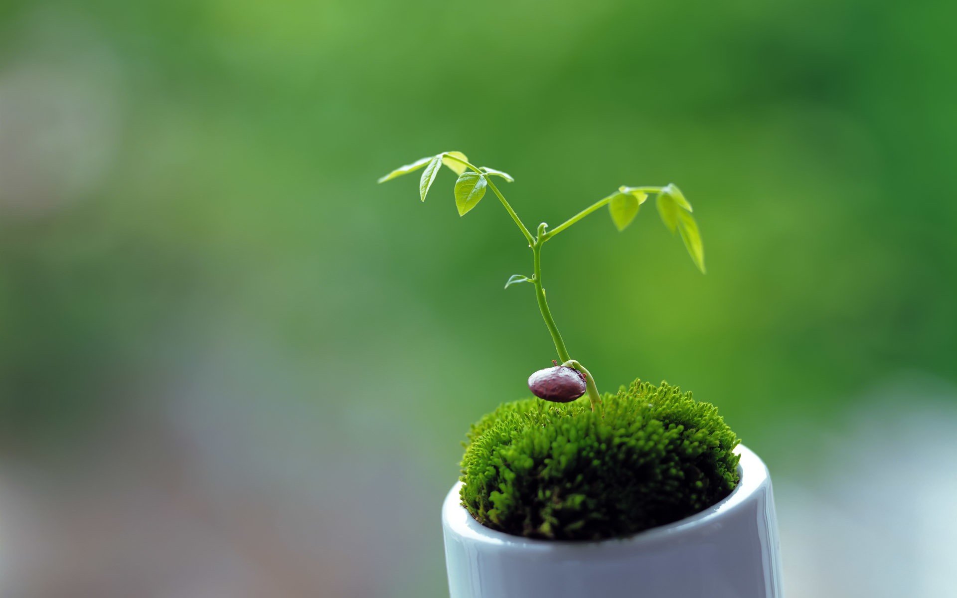 Фото минимализм растения