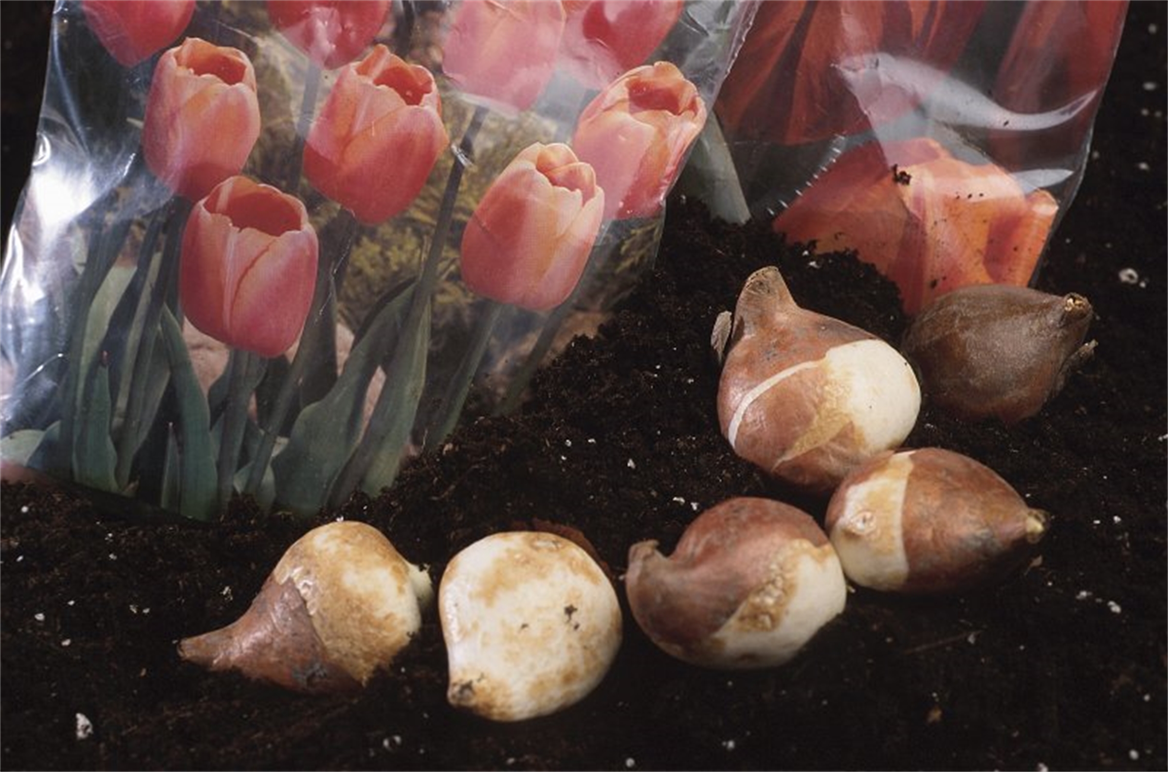 Фото луковиц тюльпана