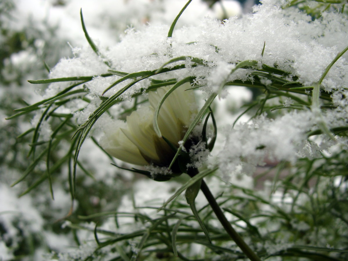 Картинки цветов в снегу. Цветы в снегу. Цветы под снегом. Цветы под снегом макро. Красивые цветы под снегом.
