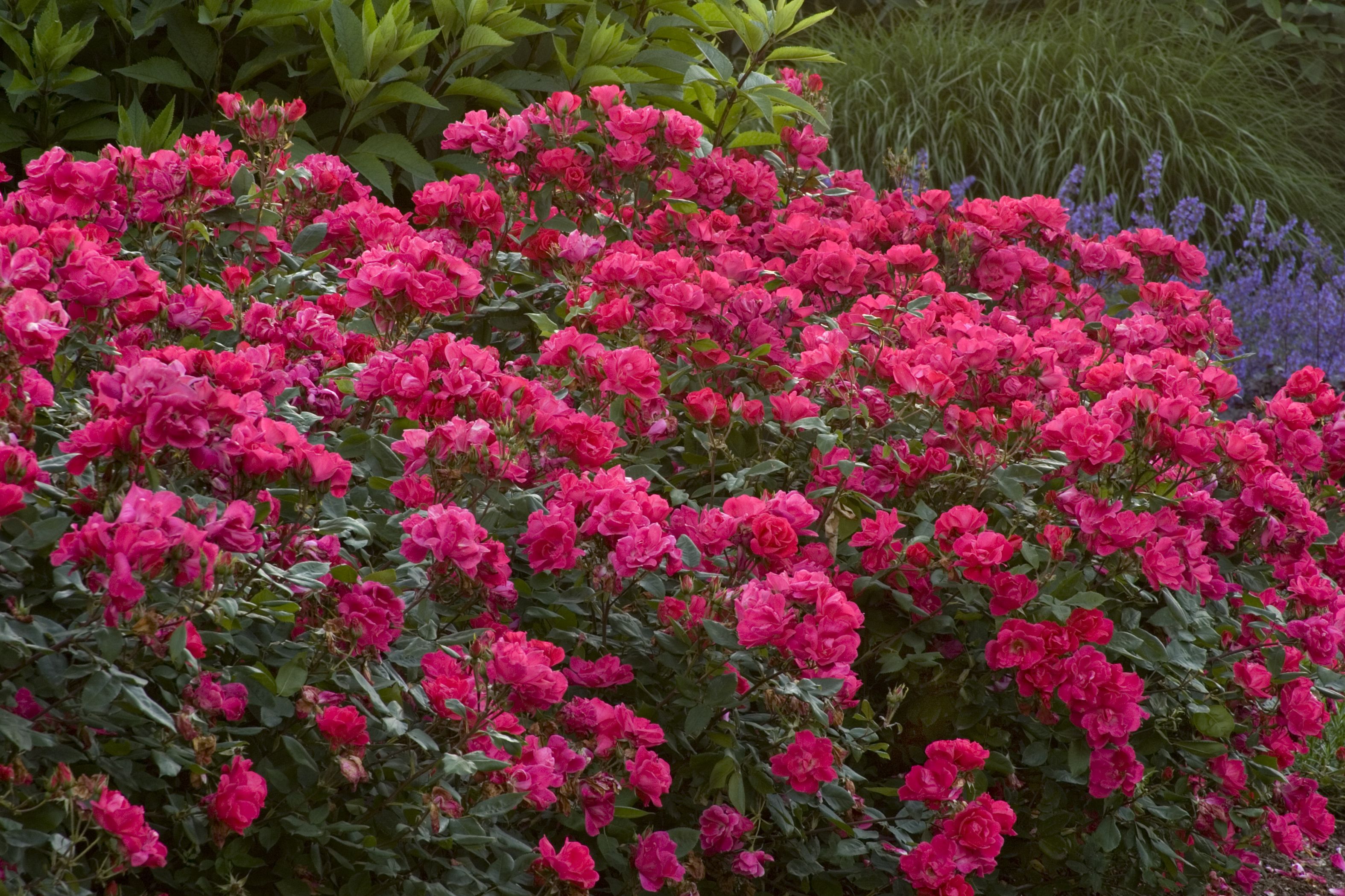 Кустовые розы фото для сада с названиями
