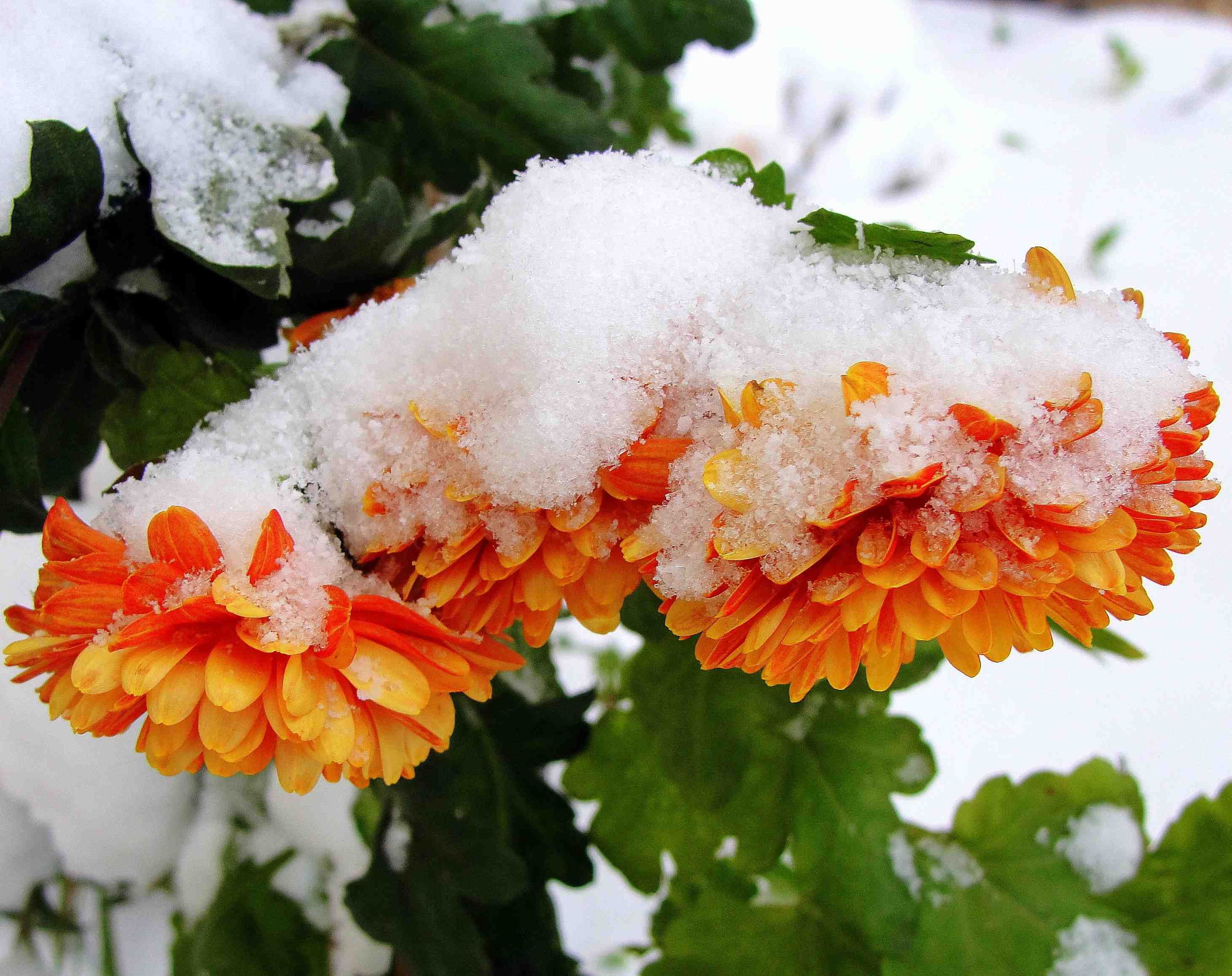 Хризантема снега россии фото