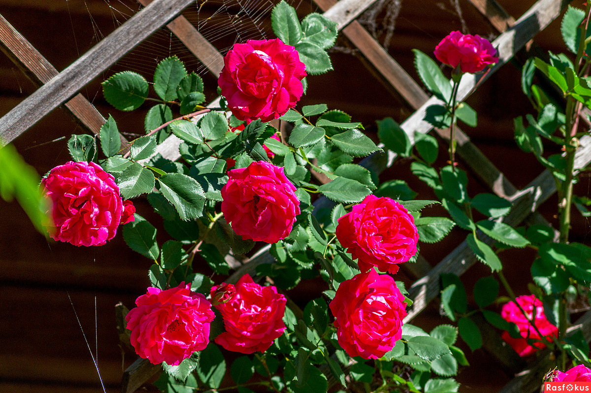 Камелот роза плетистая фото описание