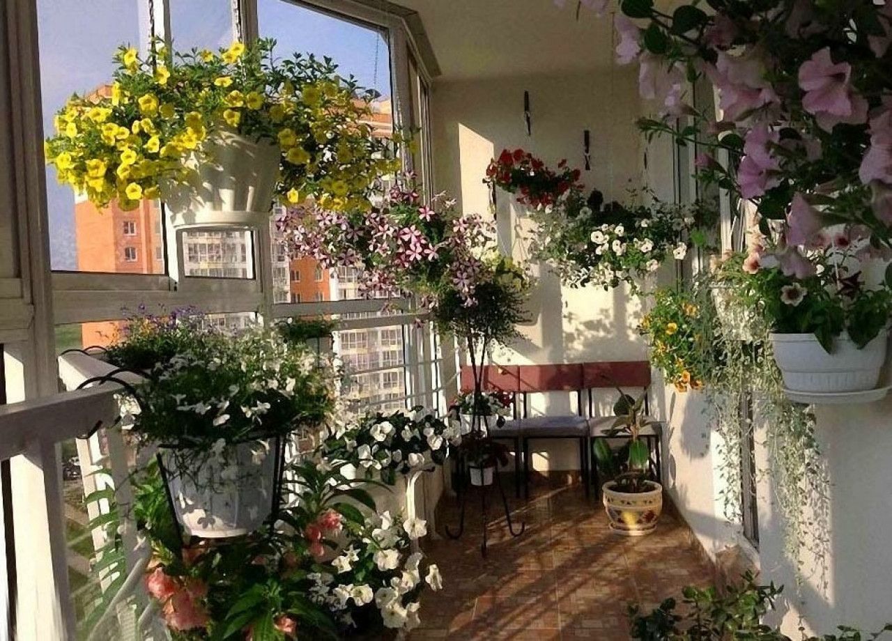 Цветы для балкона солнечная сторона цветущие фото