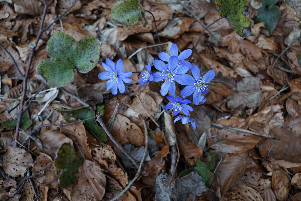 Синие Лесные цветы