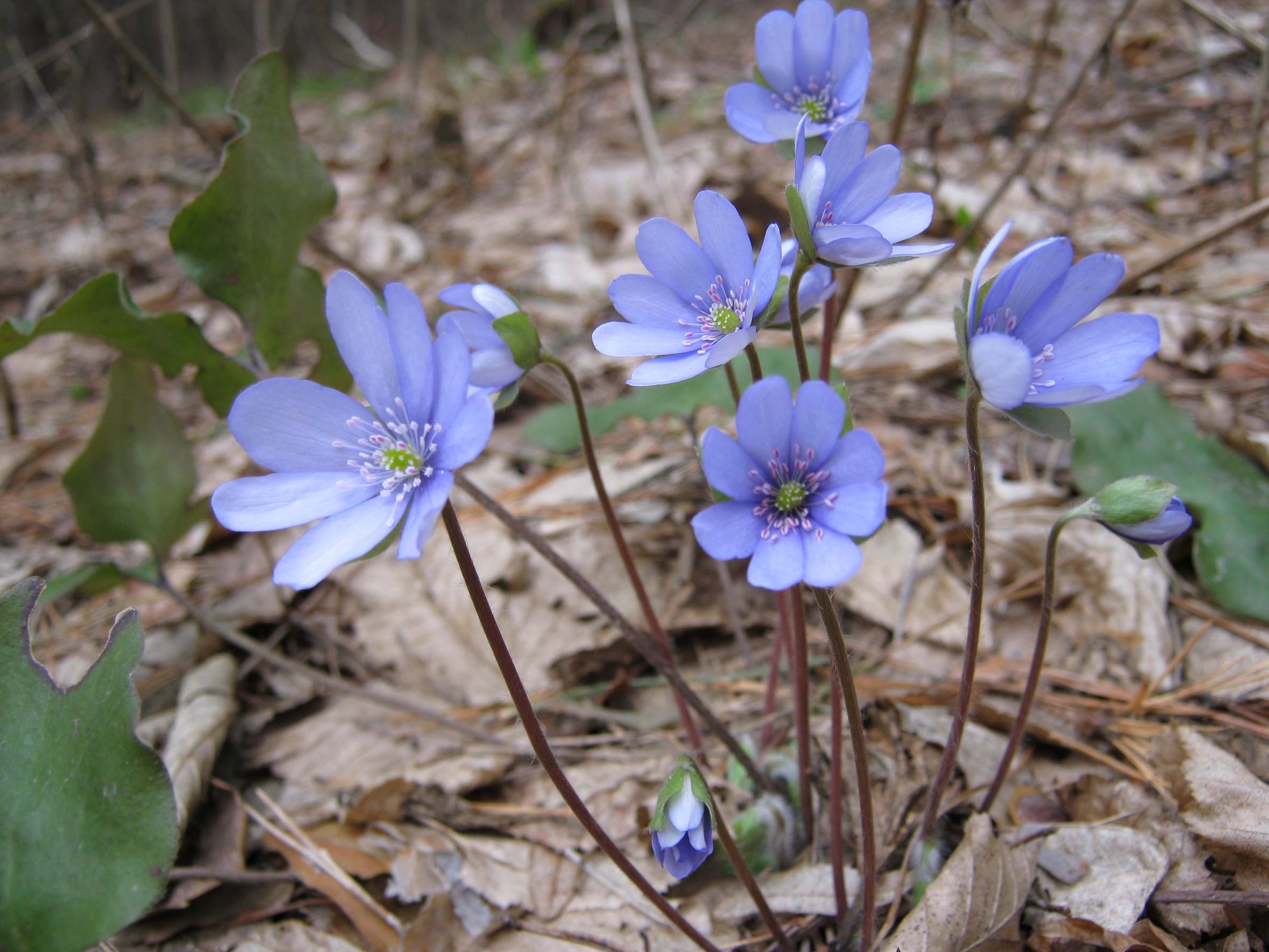 синие лесные цветы названия и фото