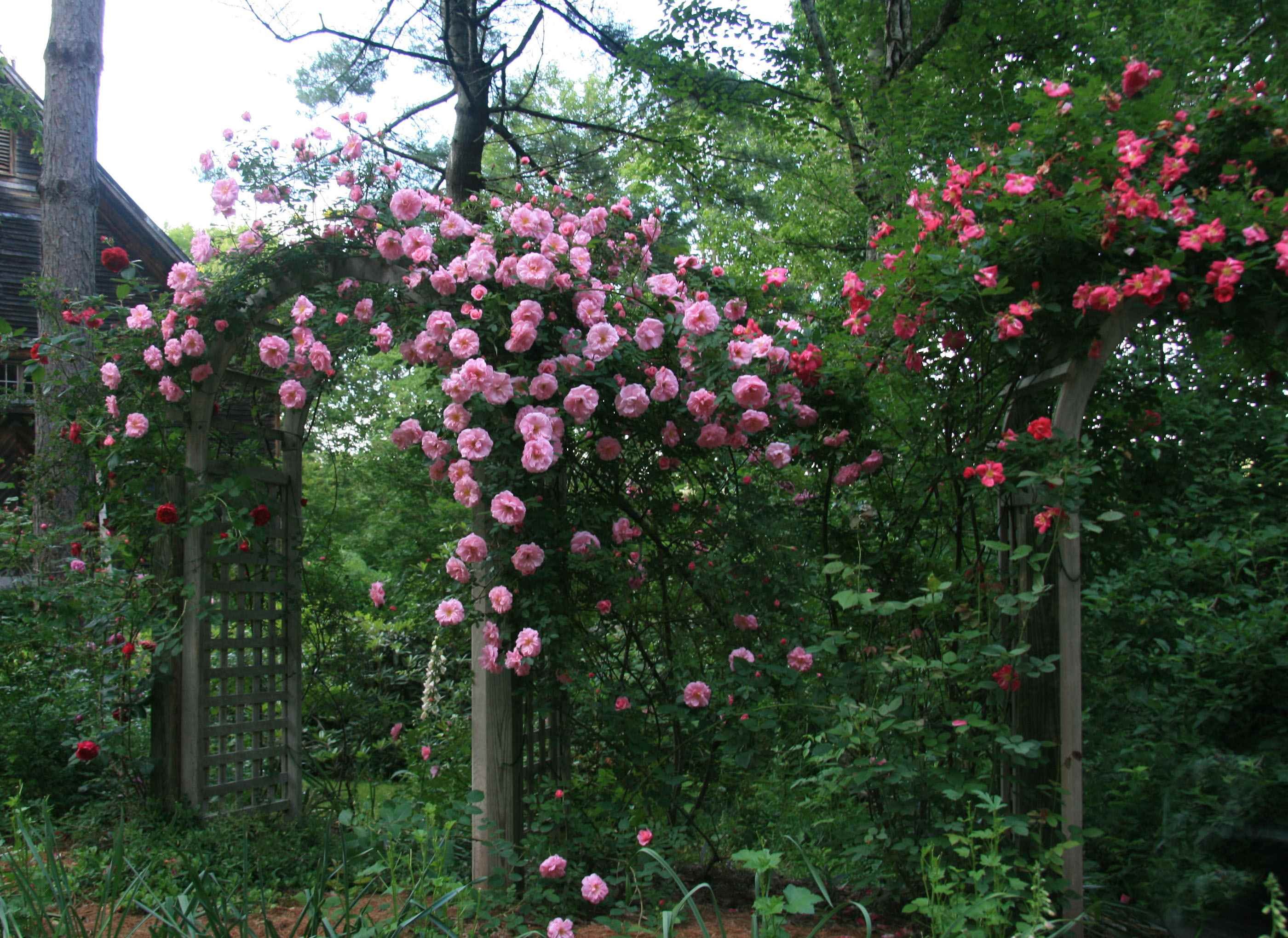 Плетистые розы оформление сада фото