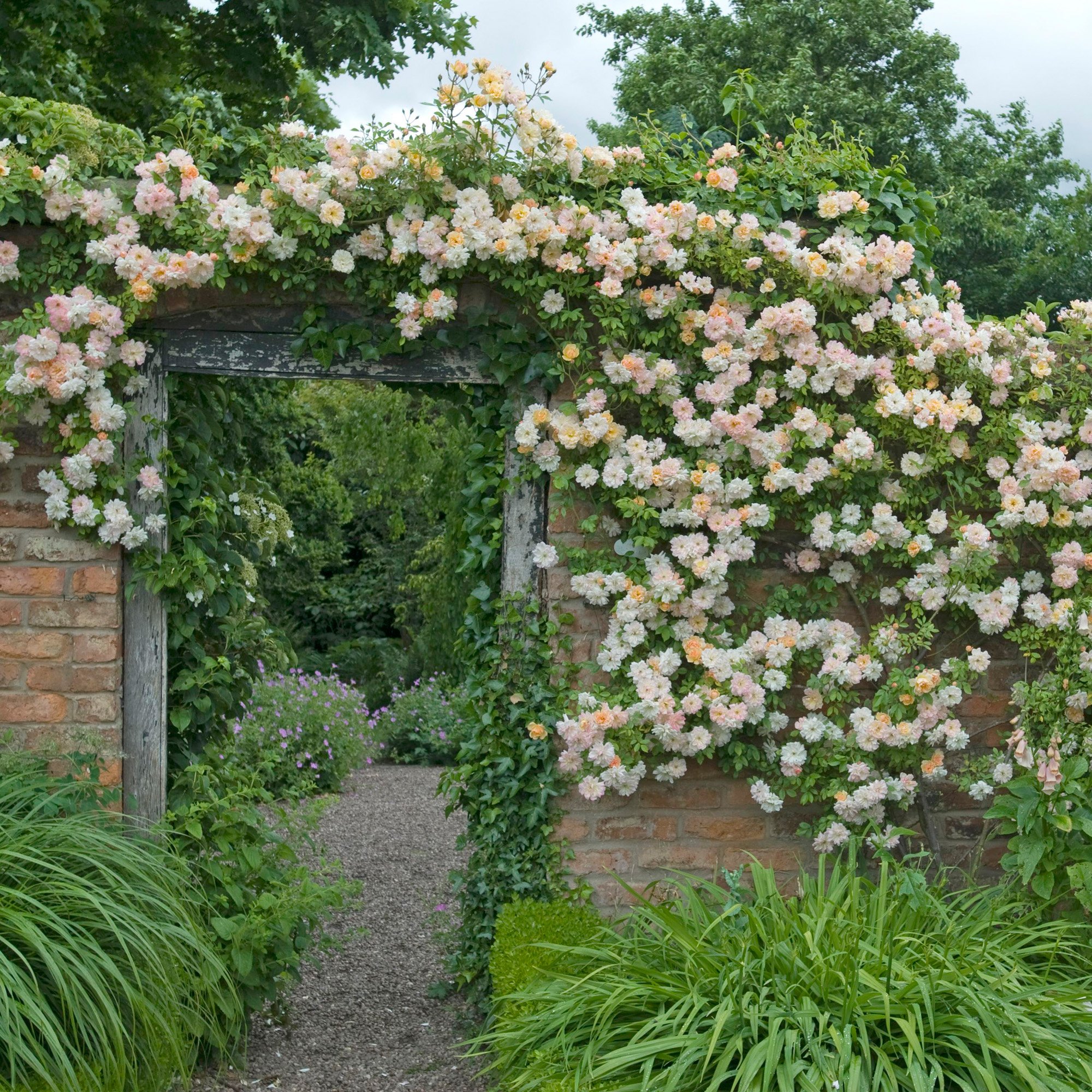 Плетистые розы оформление сада фото