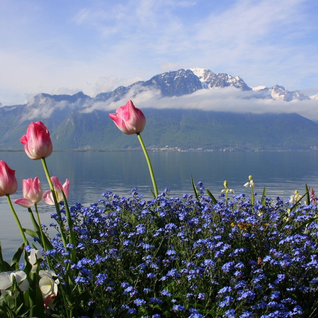 Альпийские тюльпаны
