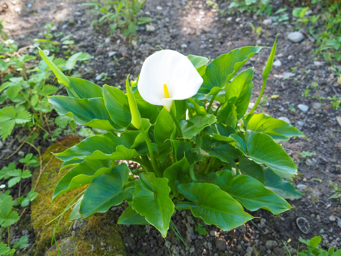 Калла цветок фото в саду фото