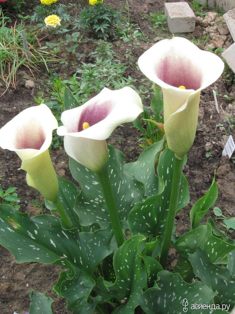 Калла цветок фото в саду фото