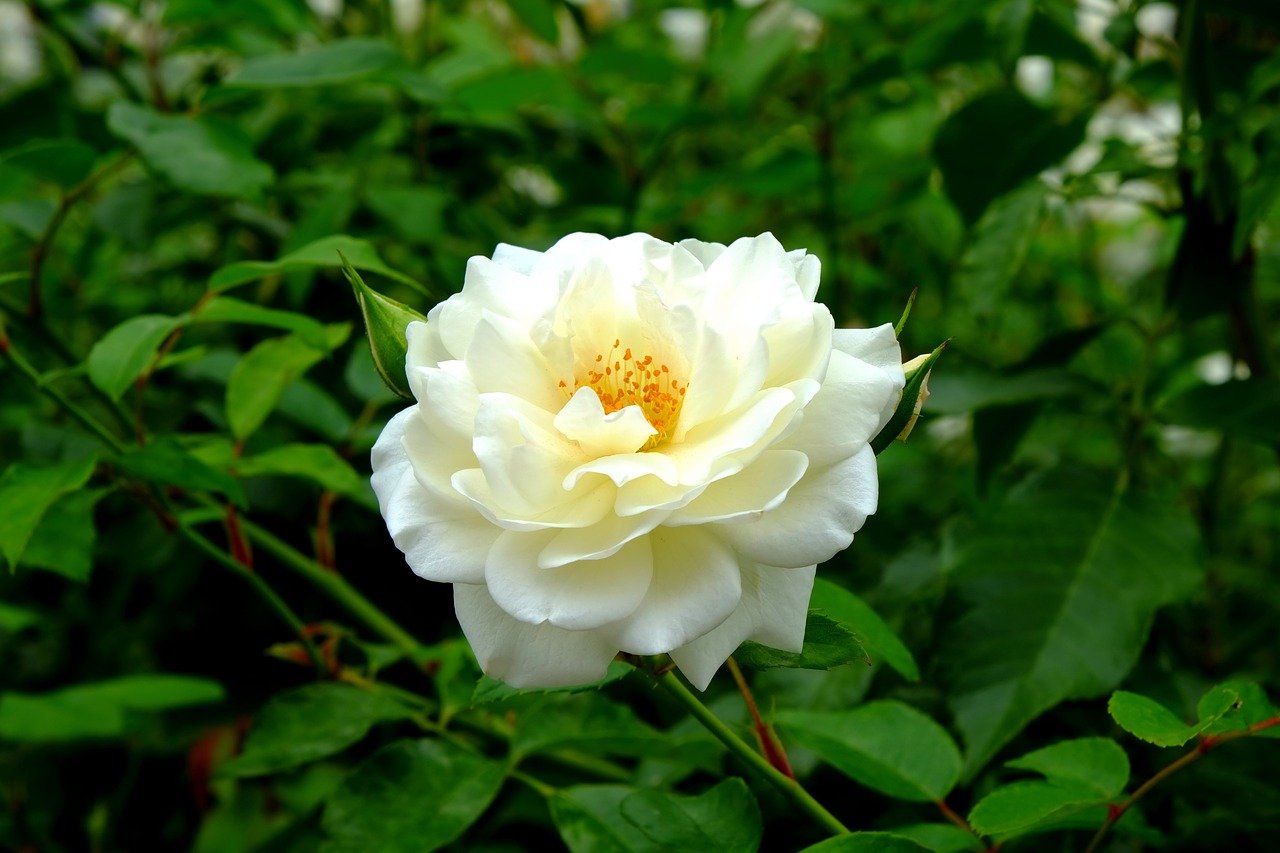 Роза тибет фото и описание