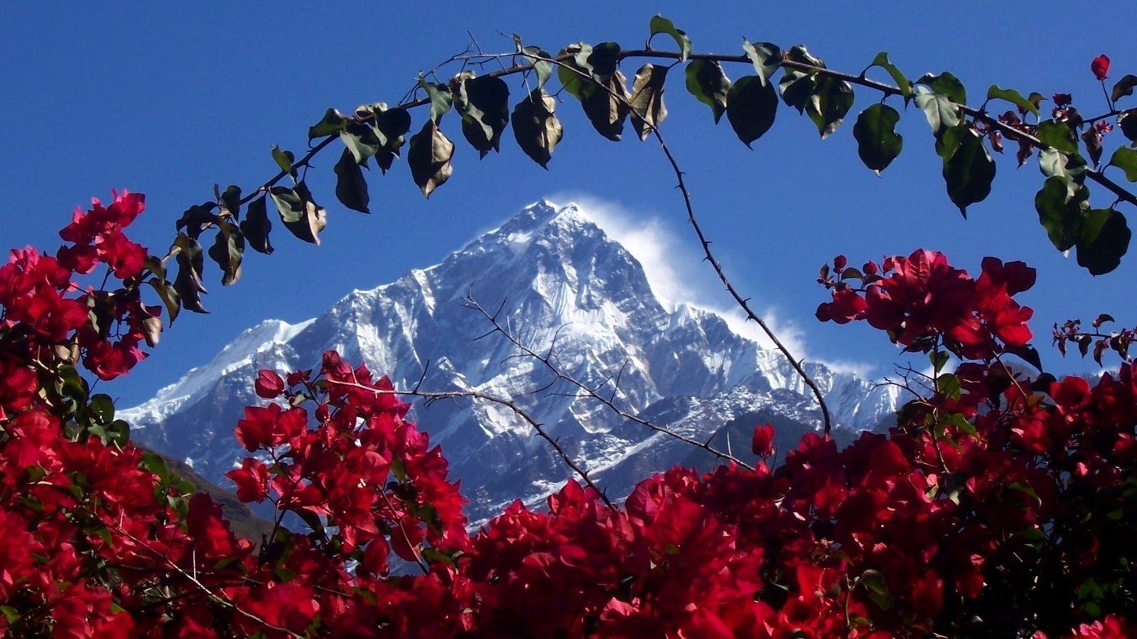 Горы Гималаи растения