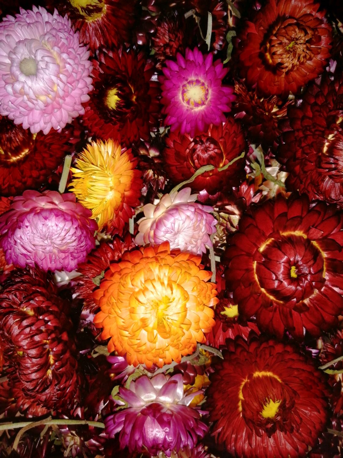 Сухоцветы фото с названиями гелихризум