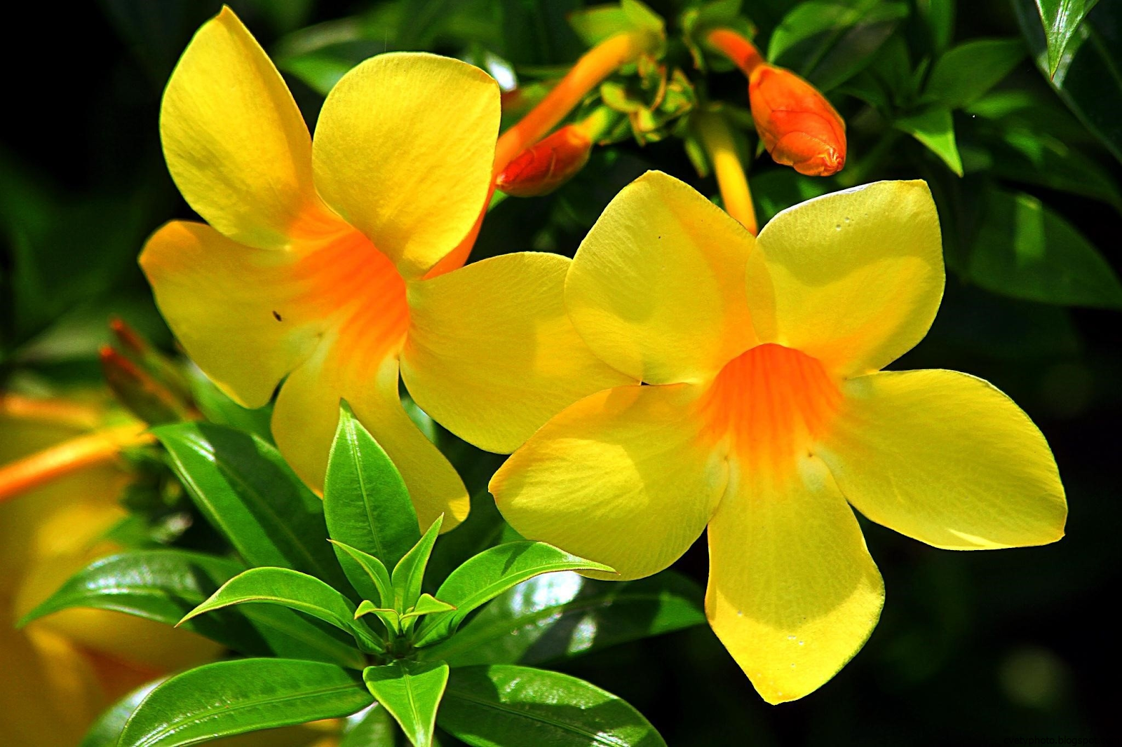 Алламанда цветок фото