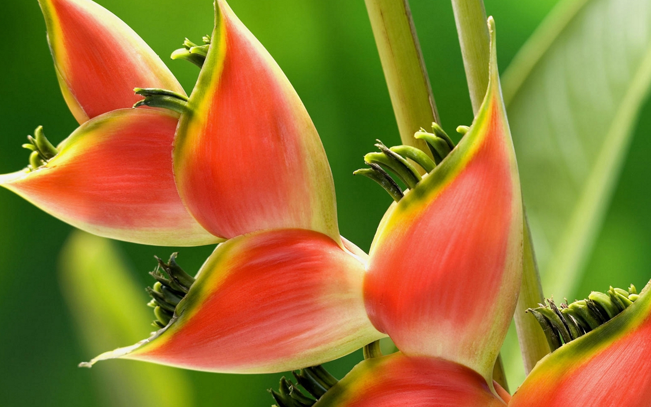 Красивые тропические цветы фото фотошоп