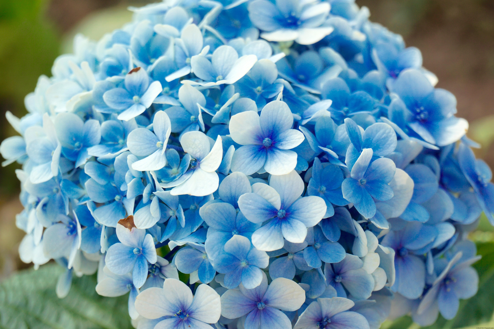 Голубые цветы фото красивые