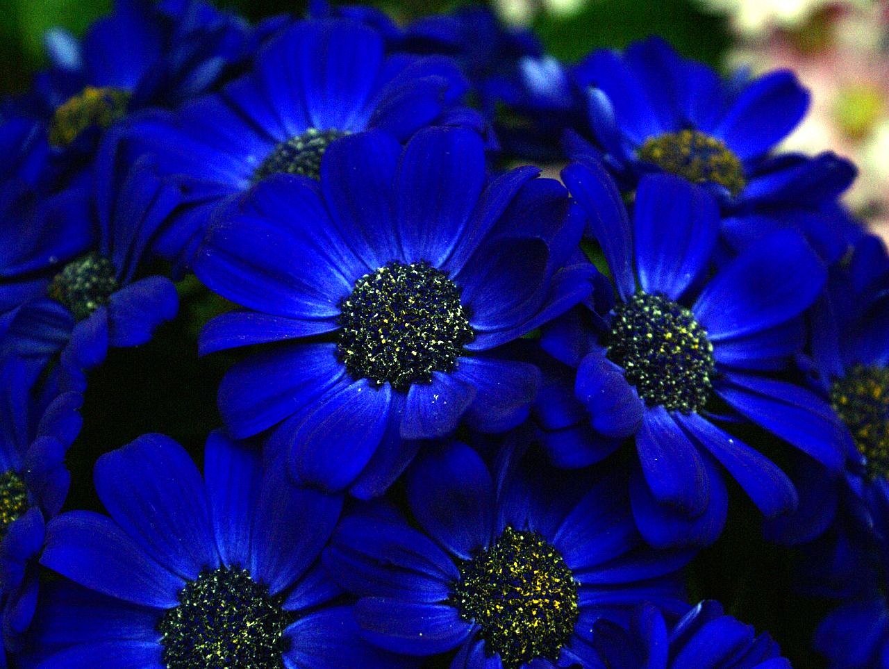 Синие цветочки фото