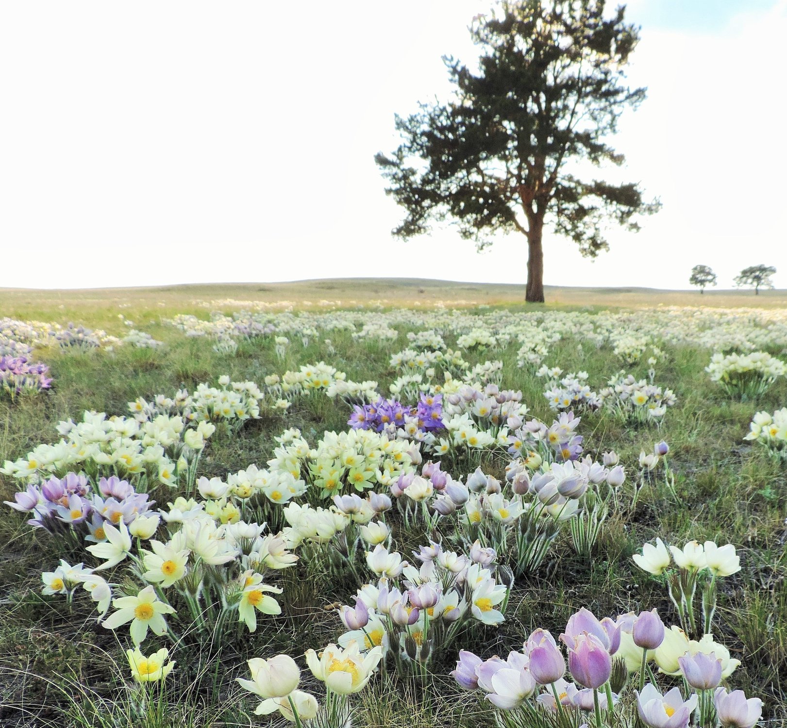 Полевые Цветы Казахстана