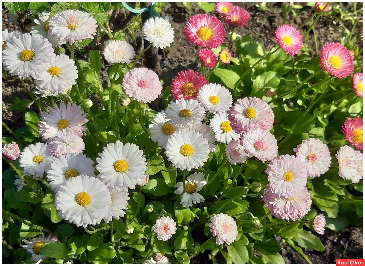 Цветы маргаритки многолетние фото выращивание и уход