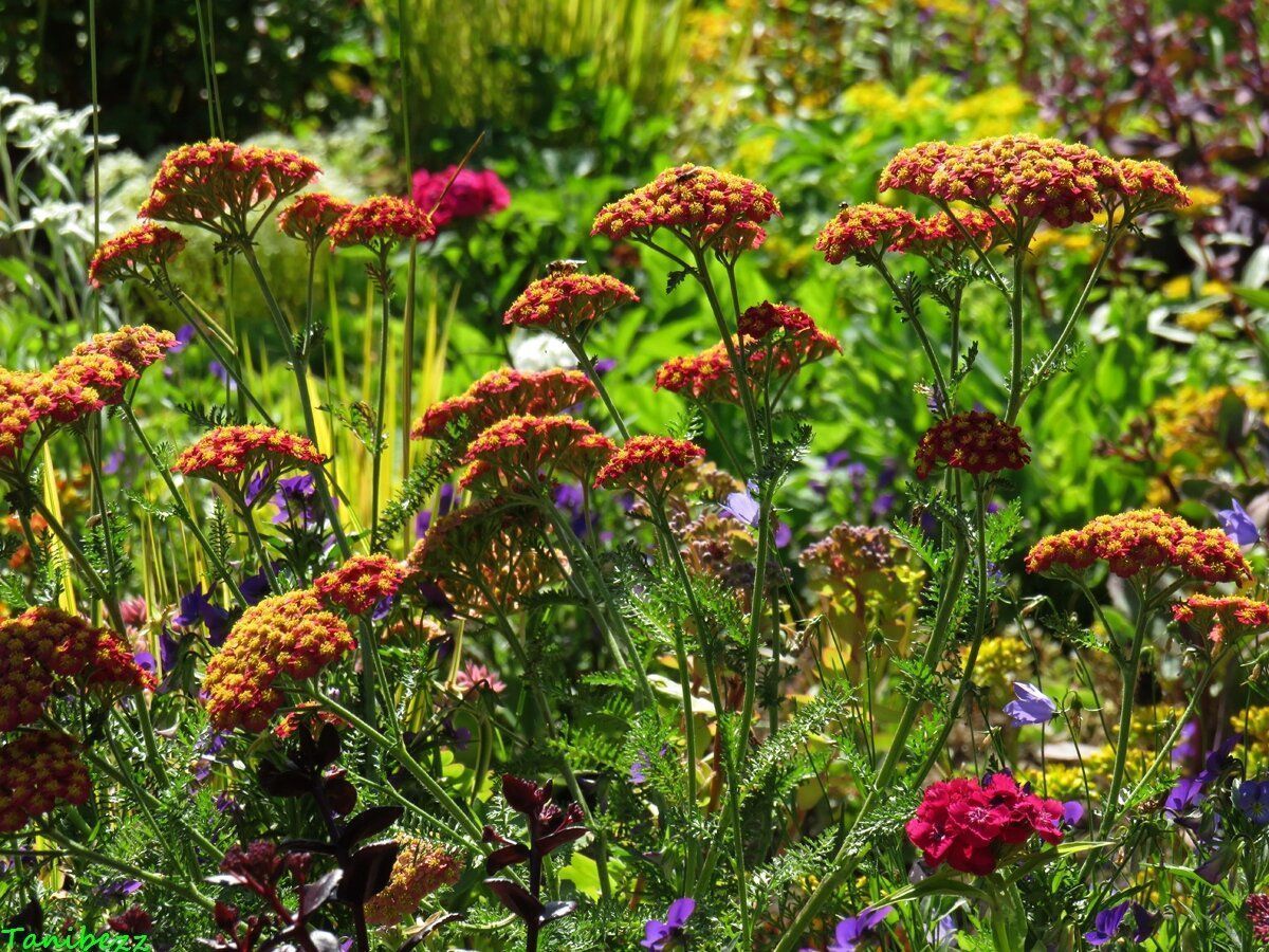 Тысячелистник цветок садовый многолетний фото