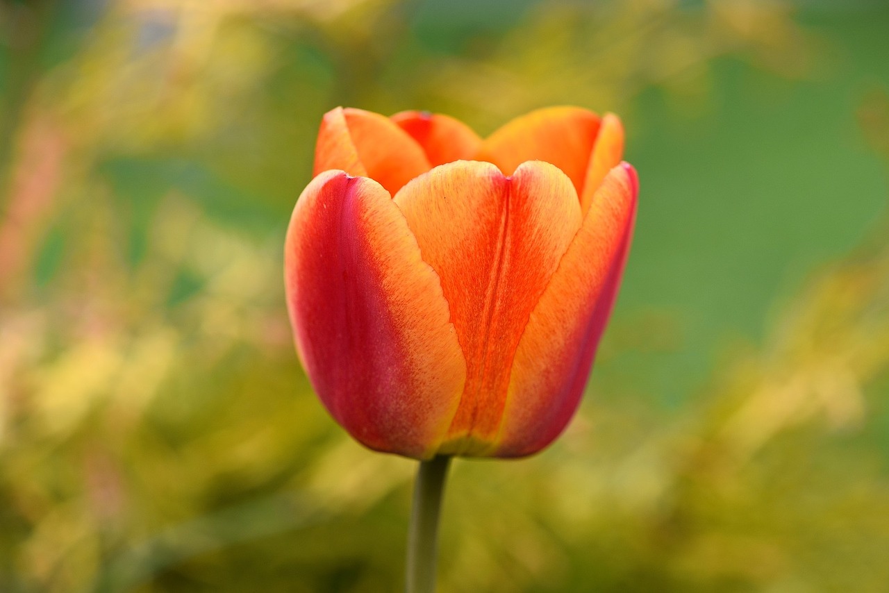 Оранжевые тюльпаны фото