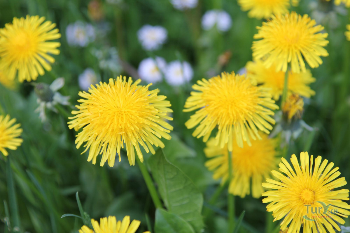 Желтые полевые цветы похожие на одуванчики