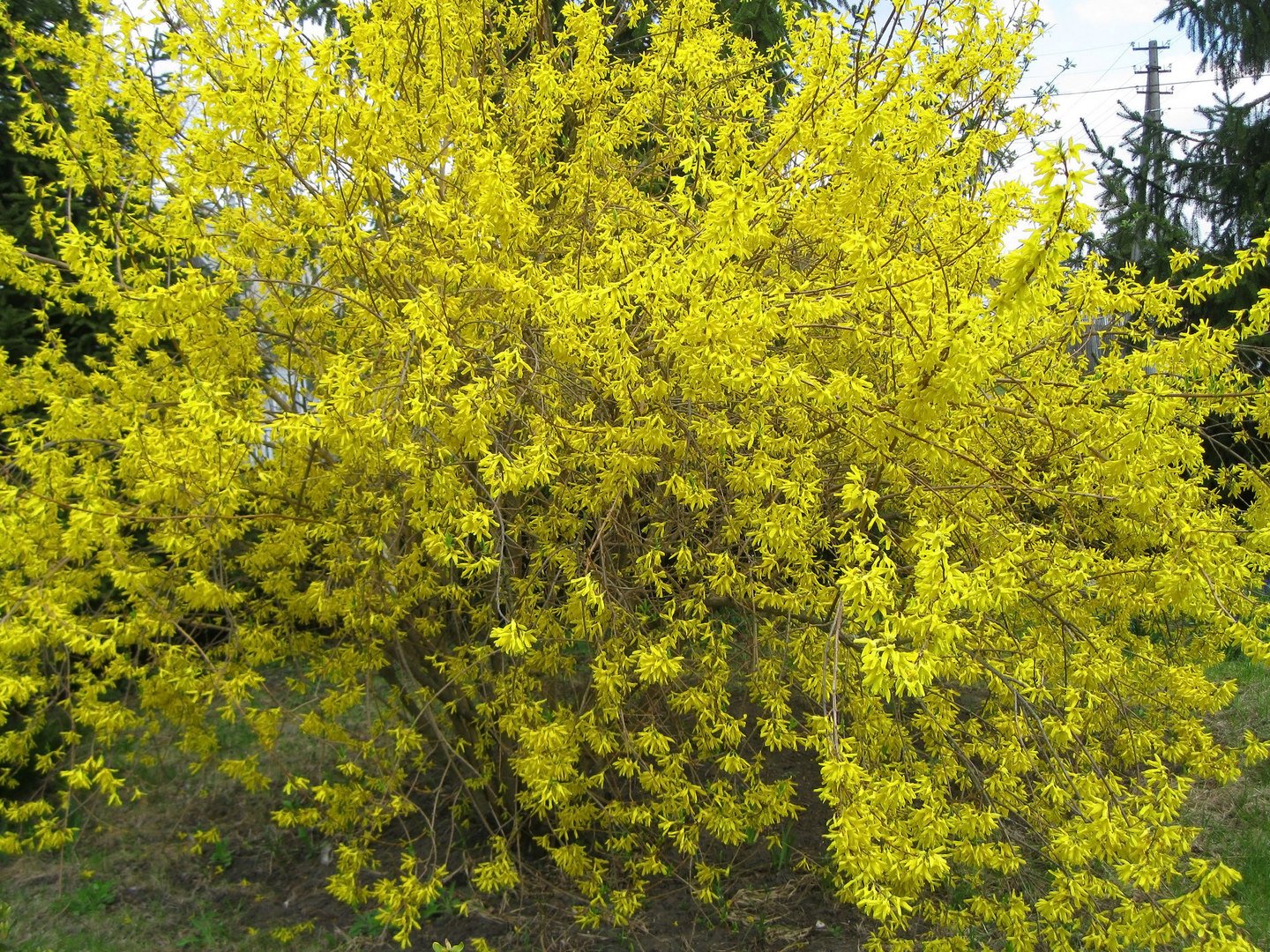 Весенний куст с желтыми цветами фото и названия
