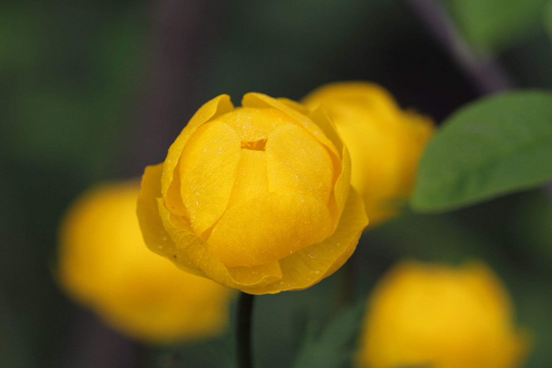 Цветок Купавка желтая