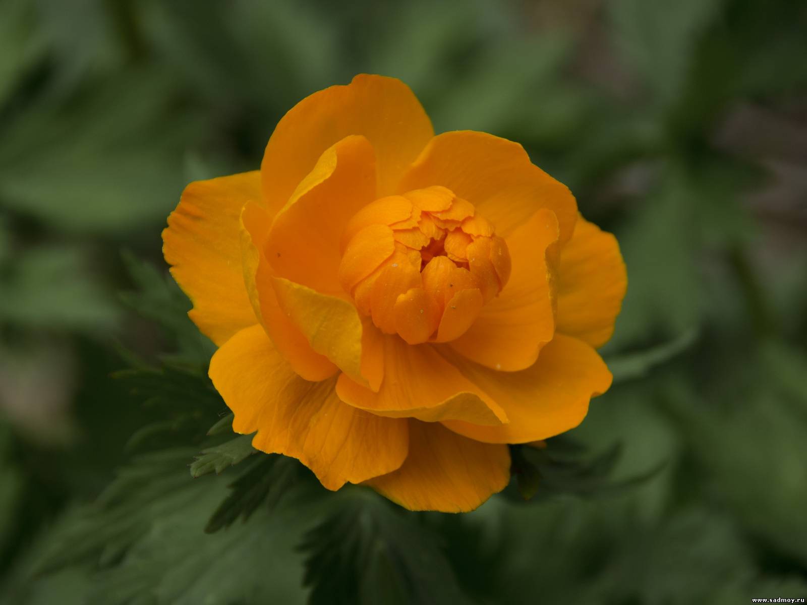 цветок огонек фото садовый многолетний