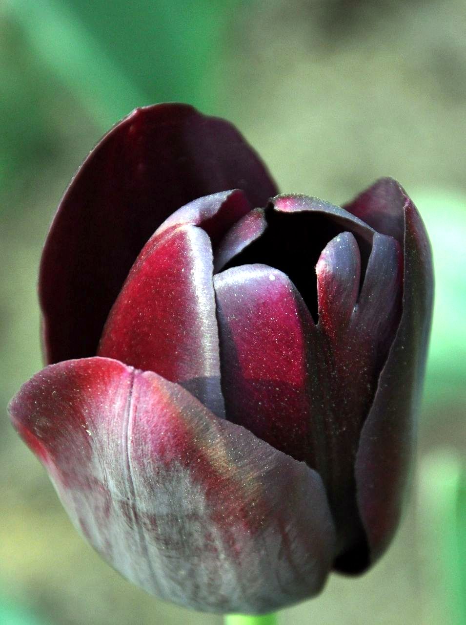 Черный тюльпан сорт
