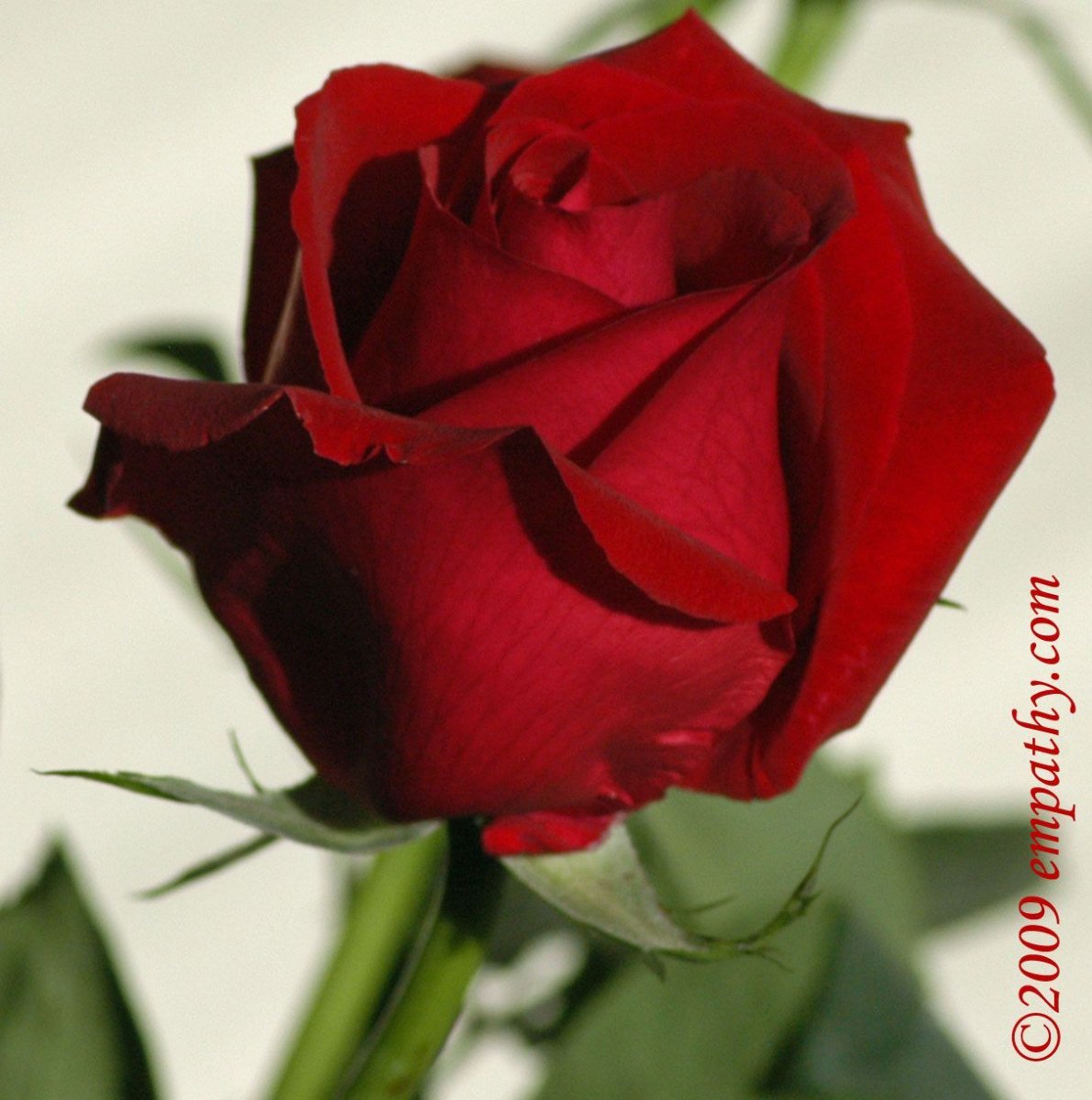 Сорт розы Гран Гала