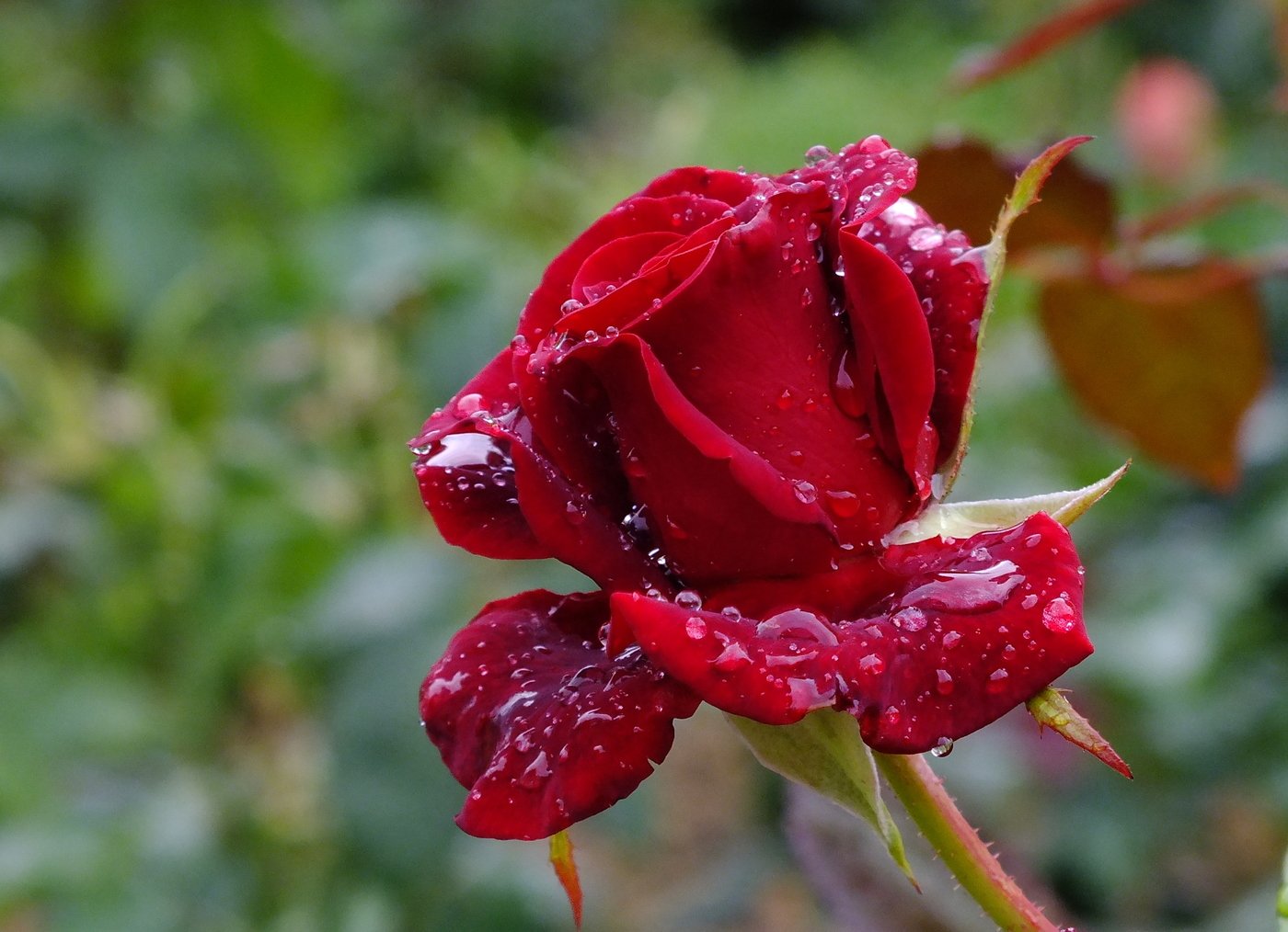 Красивые розы после дождя