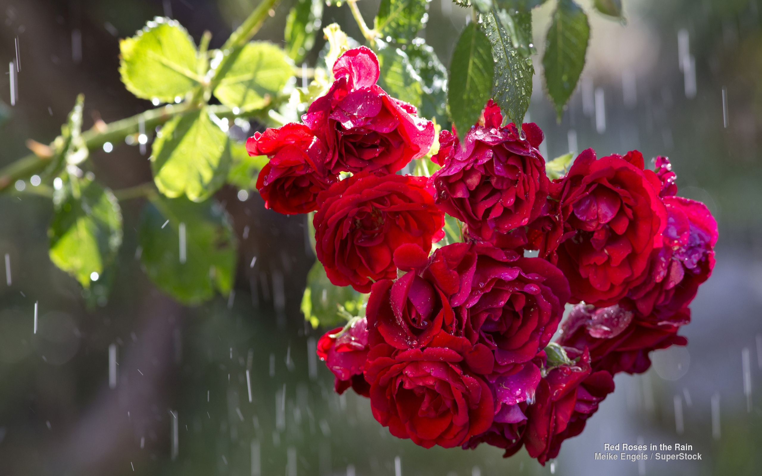 Фото розы под дождем