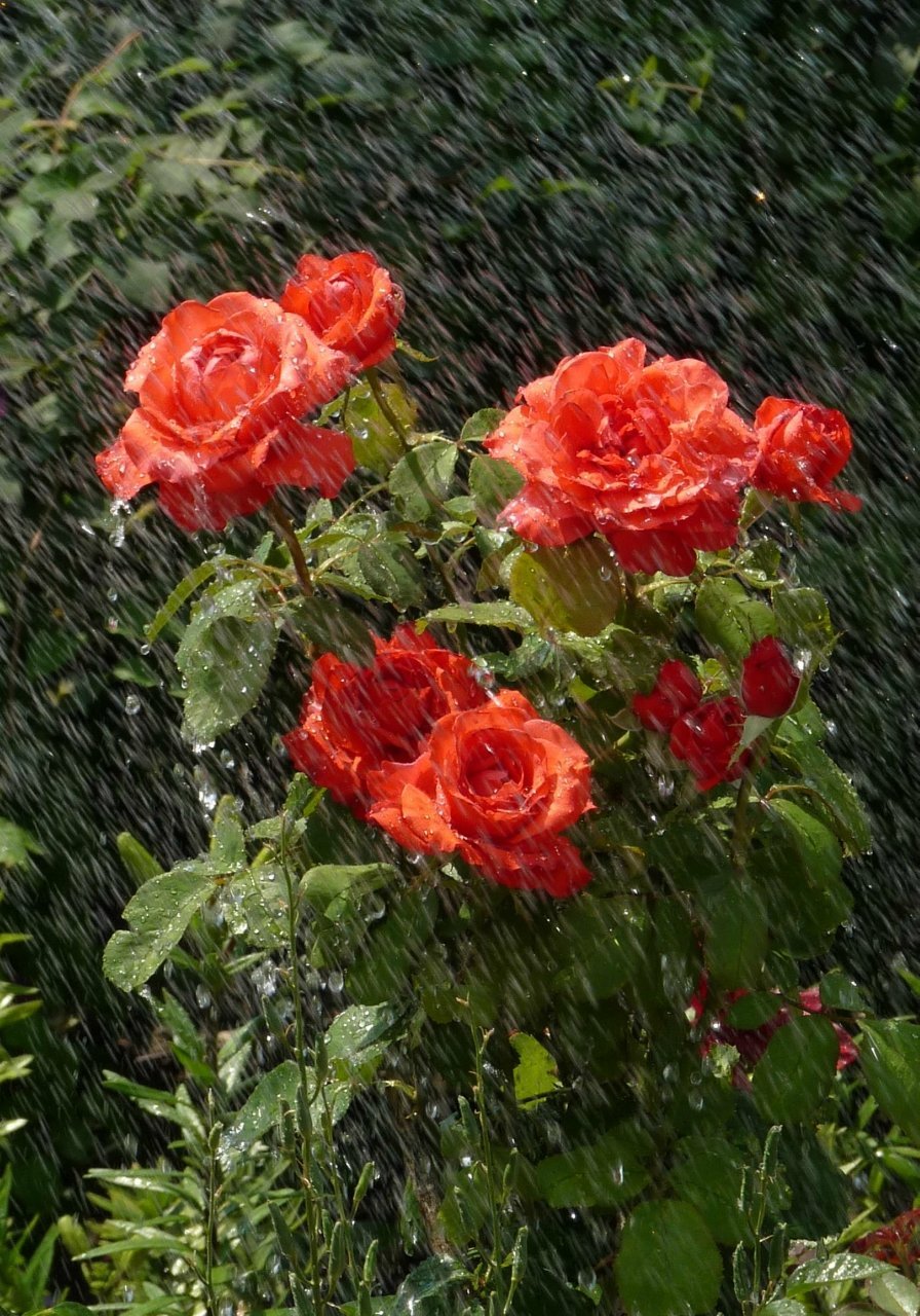 Розы после дождя