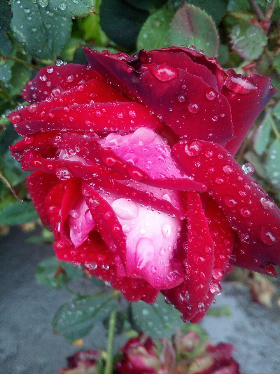 Цветы розы после дождя