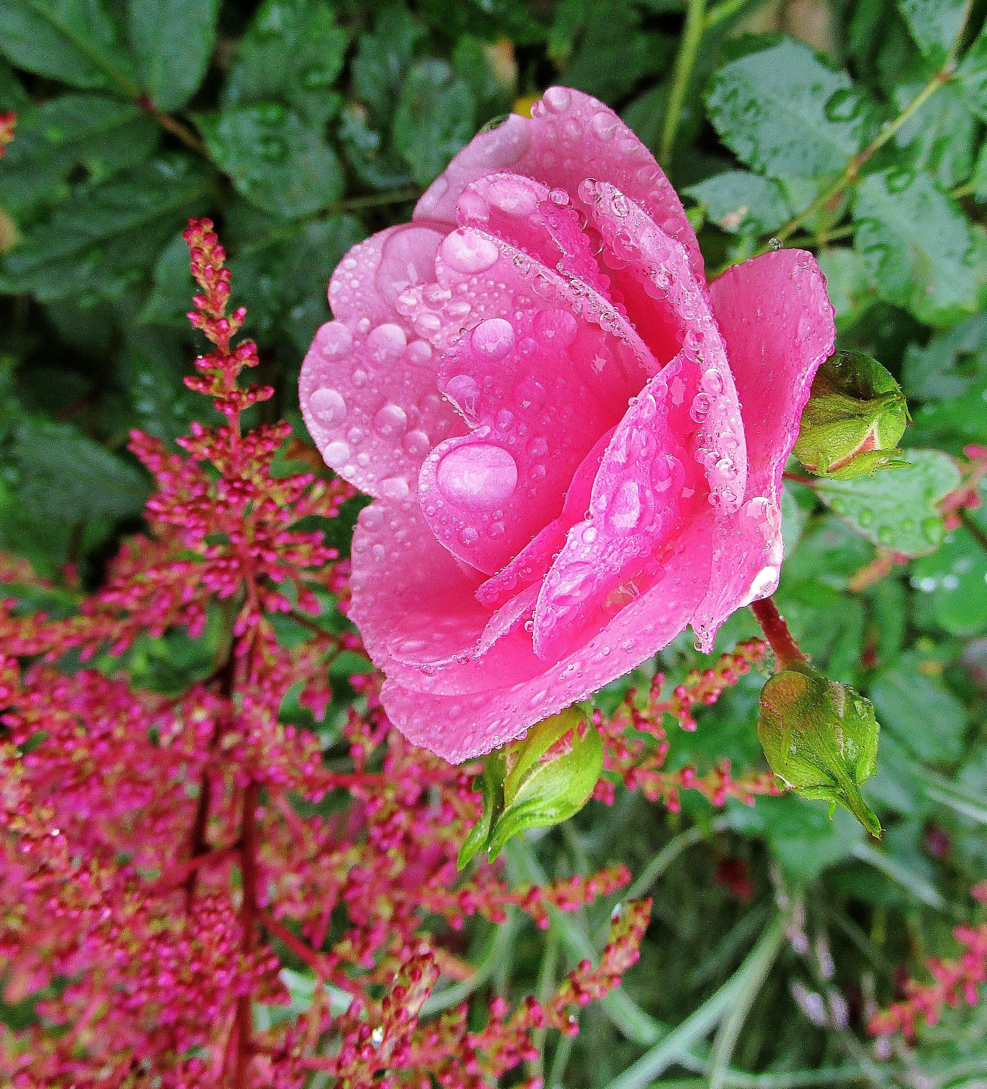Розы после дождя Эдвардс Касси