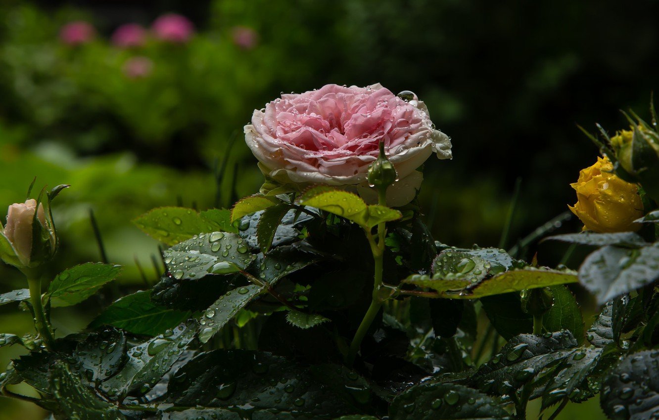 Куст роз в росе