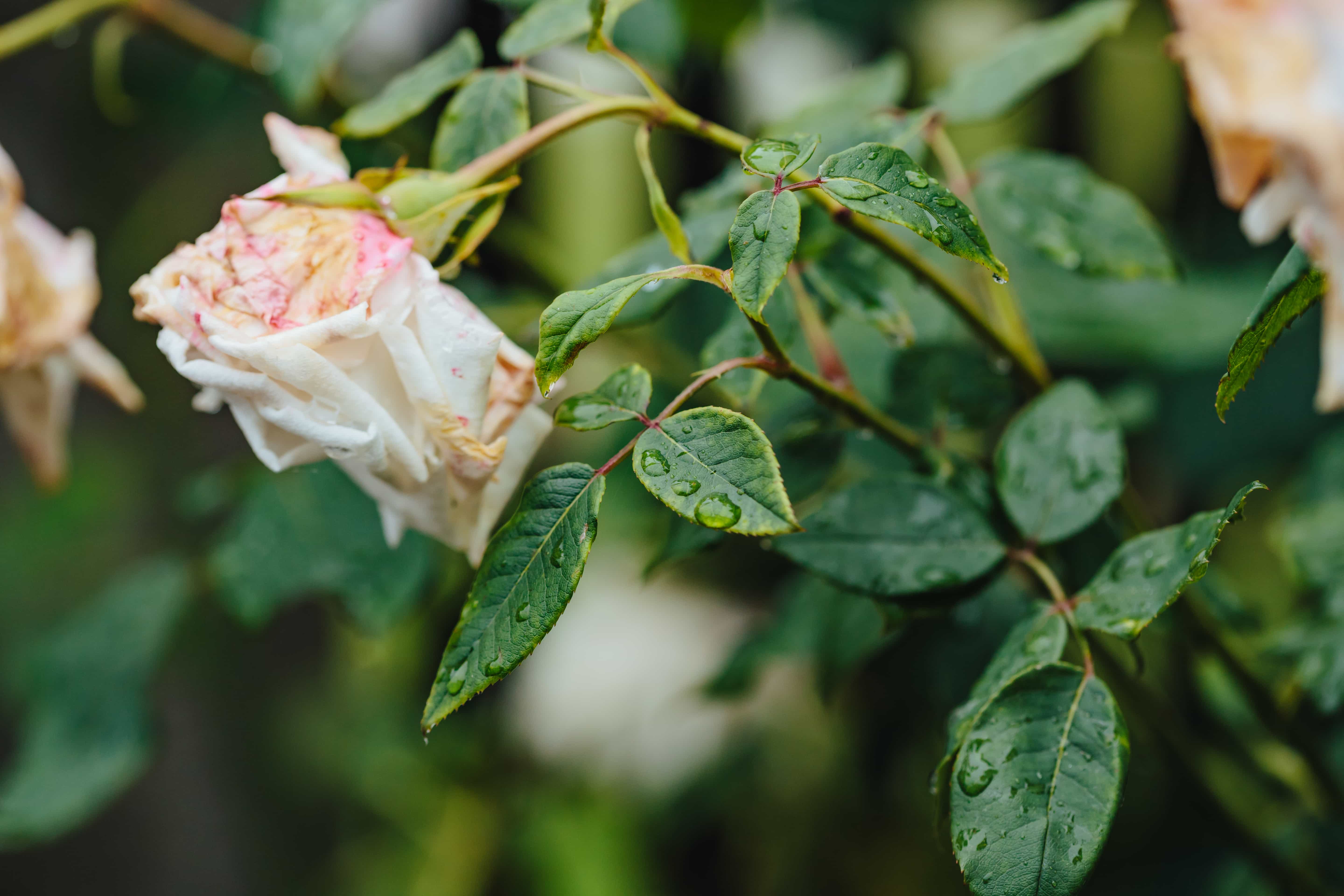 Июнь чайная роза в природе
