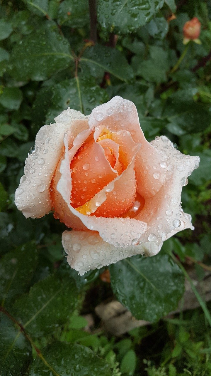 Капли дождя на Розе