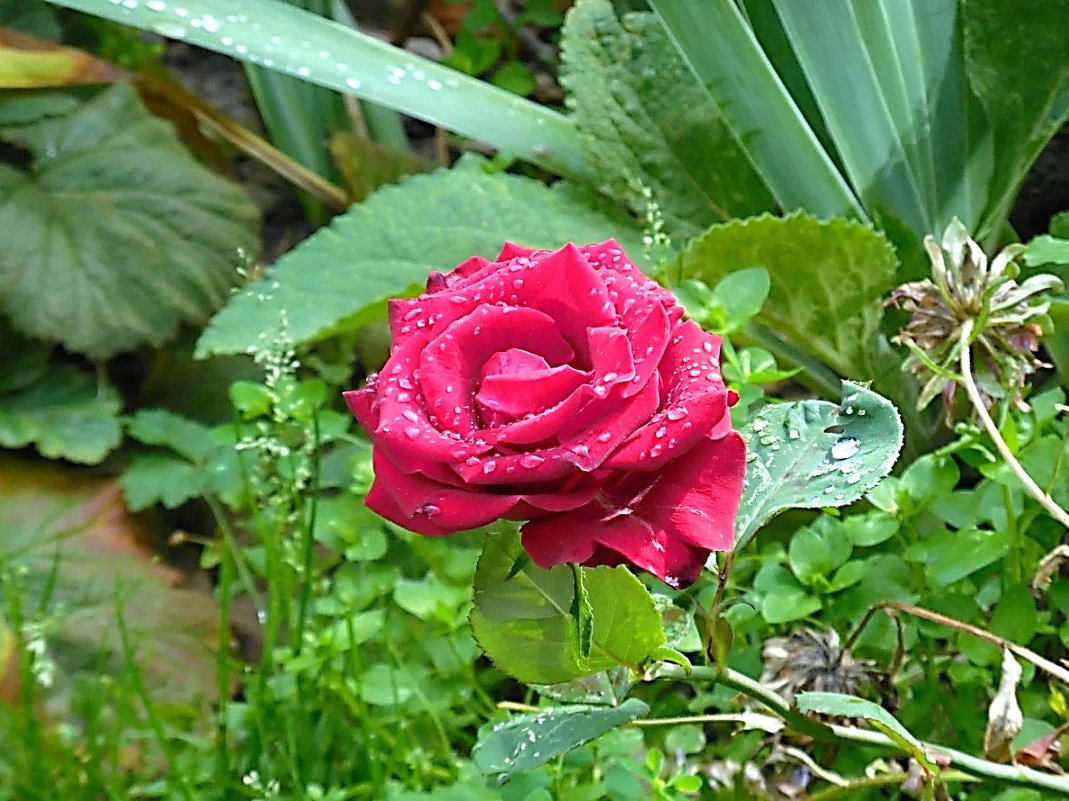 Цветок роза Маргарита