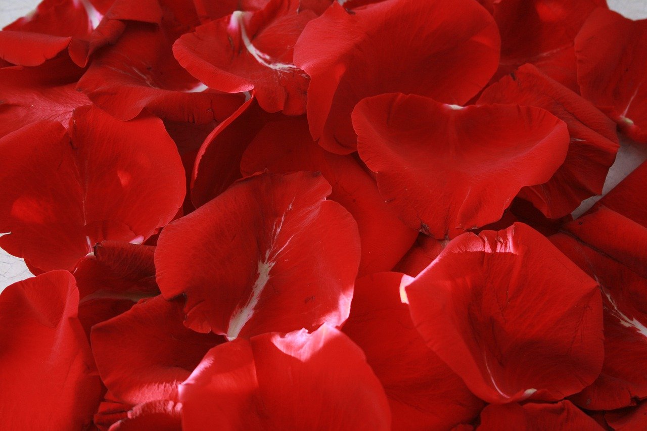 Лепестками розового красного. Лепестки роз. Красный лепесток. Лепестки красных роз. Красный фон с лепестками роз.