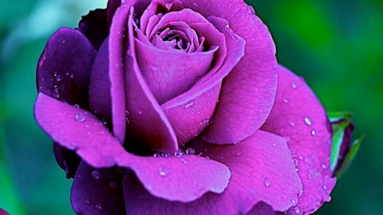 розы цвета фото красивых