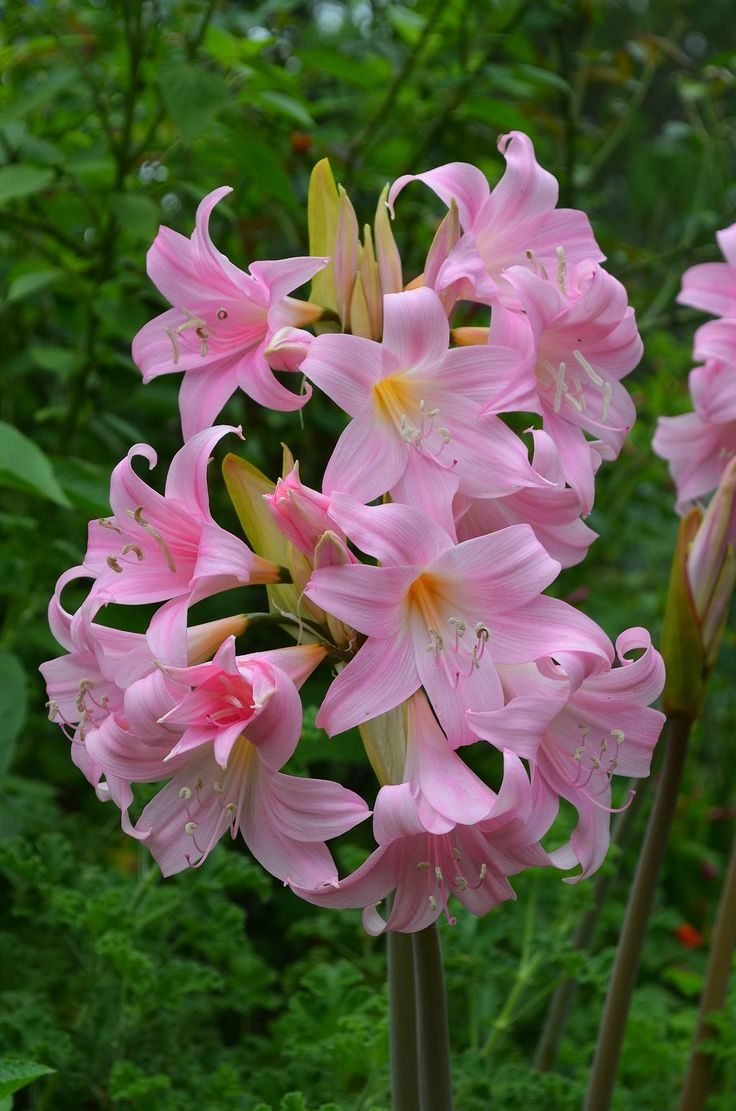 Цветы амариллис белладонна