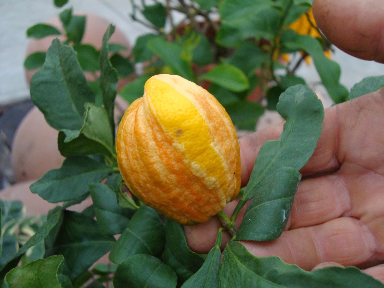 Померанец Bizzarria (Citrus aurantium Bizzarria)