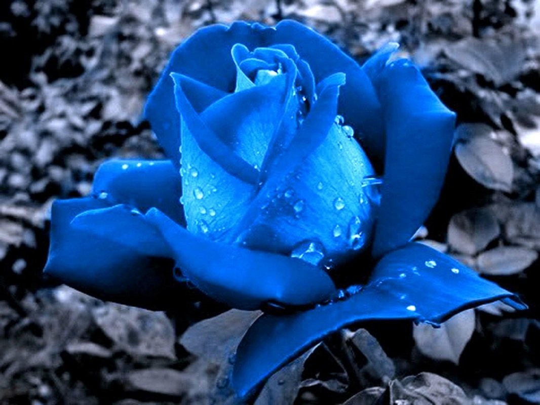 Черно голубая роза